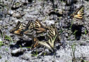 Papilio canadensis